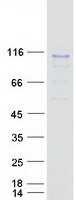 Coomassie blue staining of purified RSC1A1 protein