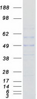 protq92696 rabggta human recombinant protein