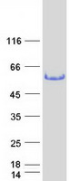 protq92734 trk fused gene tfg human recombinant protein