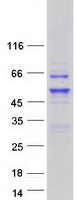 protq92754 ap2 gamma tfap2c human recombinant protein