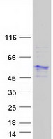 protq92782 neuro d4 dpf1 human recombinant protein