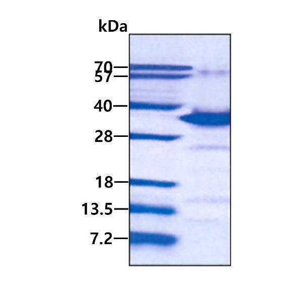 protq92804 sdspage human taf15 recombinant protein_1