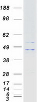 protq92806 kcnj9 human recombinant protein
