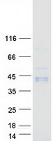 protq92820 ggh human recombinant protein