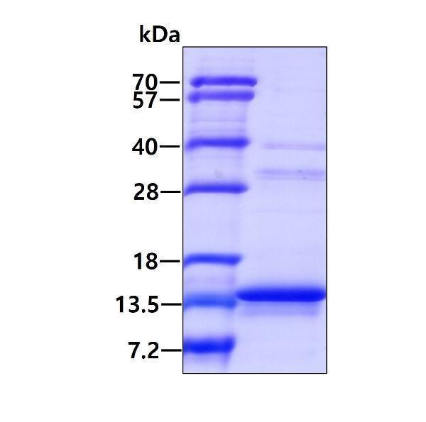 3ug by SDS-PAGE under reducing condition and visualized by coomassie blue stain