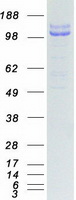 Coomassie blue staining of purified SEMA4D protein