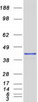 Coomassie blue staining of purified UFD1 protein