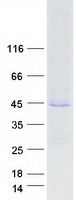 Coomassie blue staining of purified HPS1 protein