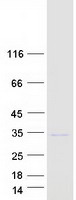 protq92915 fgf14 human recombinant protein