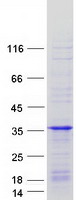 protq92963 rit1 human recombinant protein