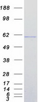 protq92985 irf7 human recombinant protein