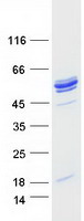 Coomassie blue staining of purified NAA80 protein