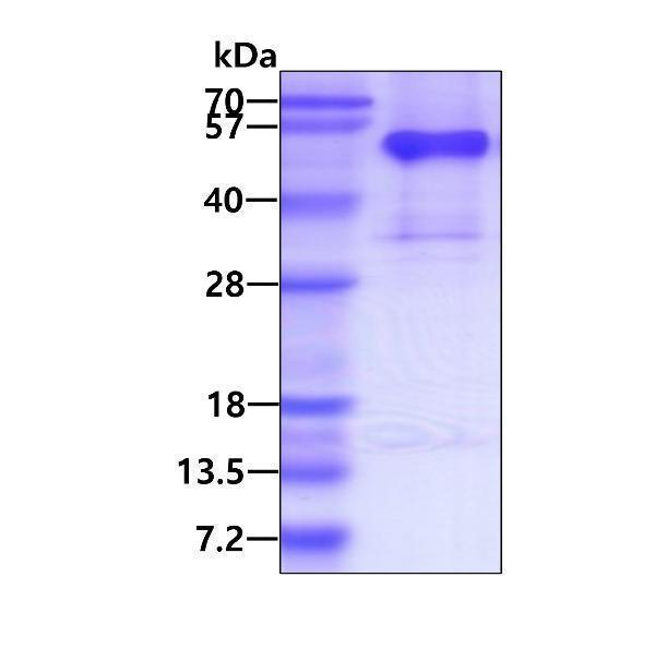 3ug by SDS-PAGE under reducing condition and visualized by coomassie blue stain
