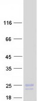 protq93045 stmn2 human recombinant protein