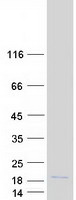 protq93077 hist1h2ac human recombinant protein