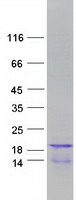 protq93079 hist1h2bh human recombinant protein