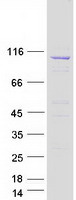 protq93084 serca3 atp2a3 human recombinant protein