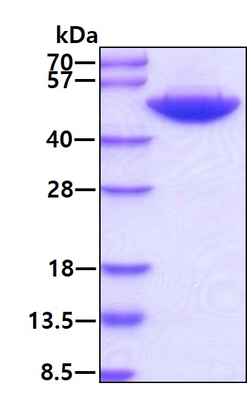 3ug by SDS-PAGE under reducing condition and visualized by coomassie blue stain