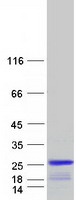 protq93096 ptp4a1 human recombinant protein