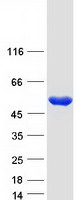 protq93099 hgd human recombinant protein