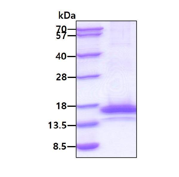 protq95j76 sds page