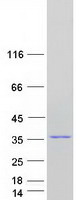 Coomassie blue staining of purified TCEAL3 protein