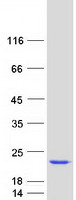 protq969g6 rfk human recombinant protein