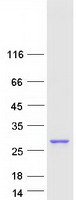 protq969m7 nce2 ube2f human recombinant protein
