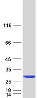 protq969q5 rab24 human recombinant protein