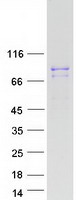 protq969s9 gfm2 human recombinant protein