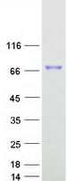 Coomassie blue staining of purified UTP4 protein