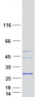 protq969z3 march2 human recombinant protein