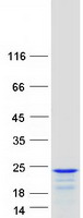 protq96a00 ppp1r14a human recombinant protein