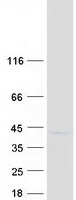 protq96a28 slamf9 human recombinant protein