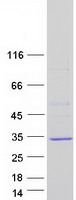 protq96a44 spsb4 human recombinant protein