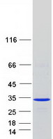 protq96a58 rerg human recombinant protein