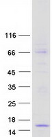 protq96a98 pth2 human recombinant protein