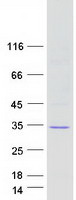 Coomassie blue staining of purified VTI1A protein