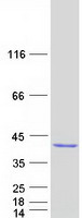 protq96b26 exosc8 human recombinant protein