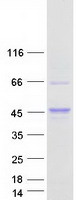 Coomassie blue staining of purified AKT1S1 protein