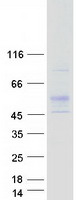 Coomassie blue staining of purified RGMA protein
