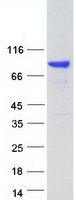 Coomassie blue staining of purified SH3KBP1 protein