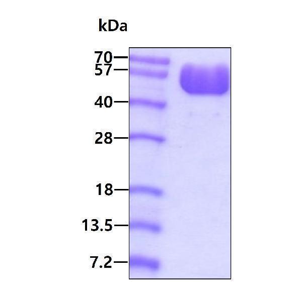 3ug by SDS-PAGE under reducing condition and visualized by coomassie blue stain
