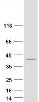 protq96by2 map1 moap1 human recombinant protein