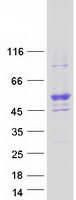 Coomassie blue staining of purified MIEF2 protein