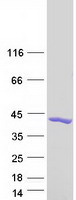 Coomassie blue staining of purified EFHD2 protein