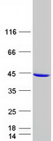 Coomassie blue staining of purified GALM protein