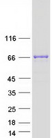 protq96c34 rundc1 human recombinant protein