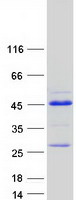 protq96c55 znf524 human recombinant protein