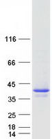 Coomassie blue staining of purified BIRC7 protein